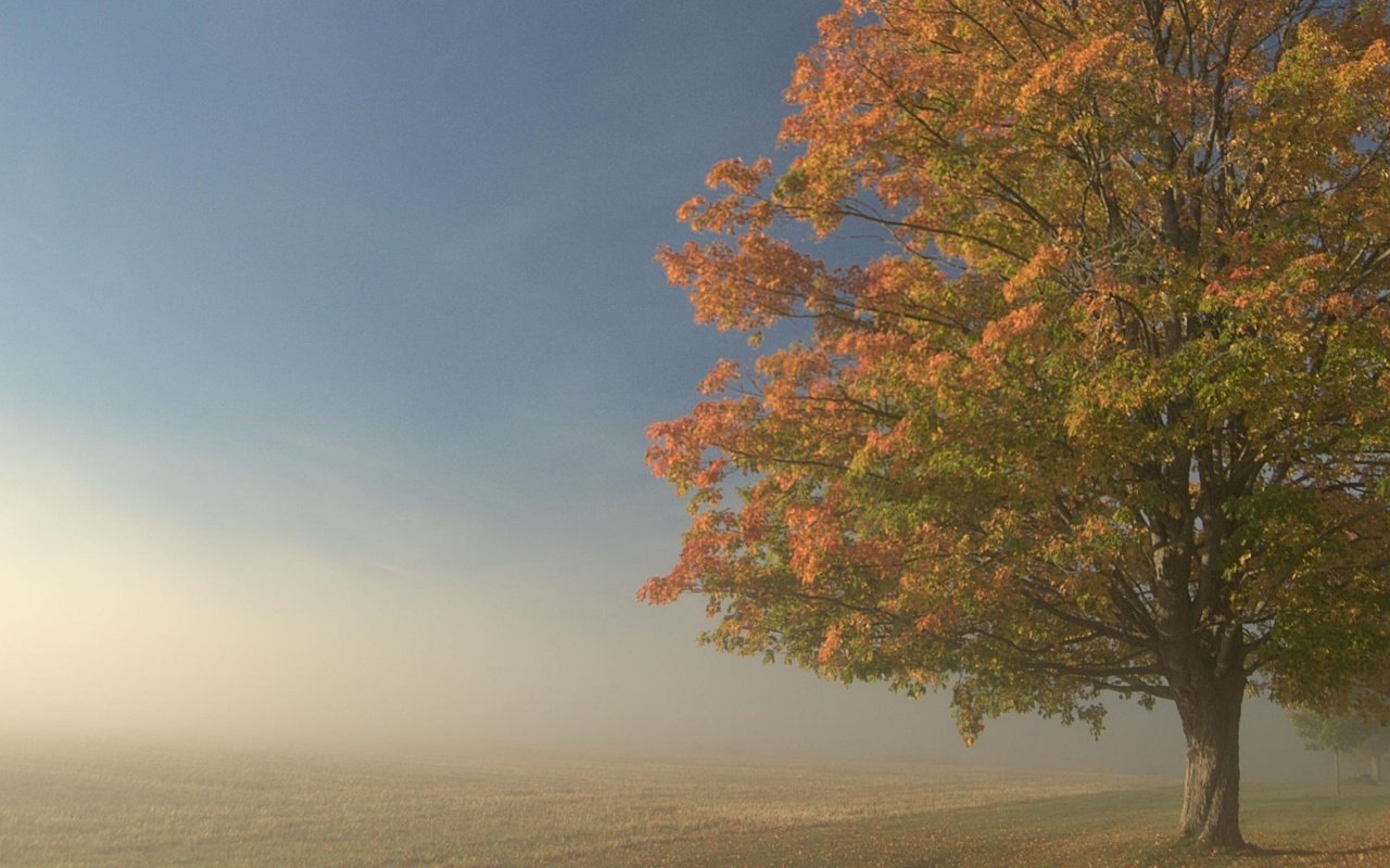 Обои дерево, туман, поле, tree, fog, field разрешение 1920x1201 Загрузить