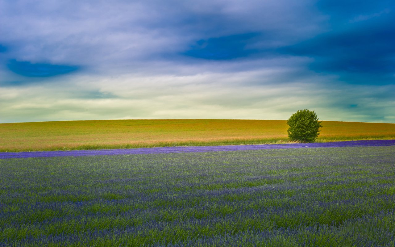 Обои поле, лаванда, англия, field, lavender, england разрешение 2560x1600 Загрузить