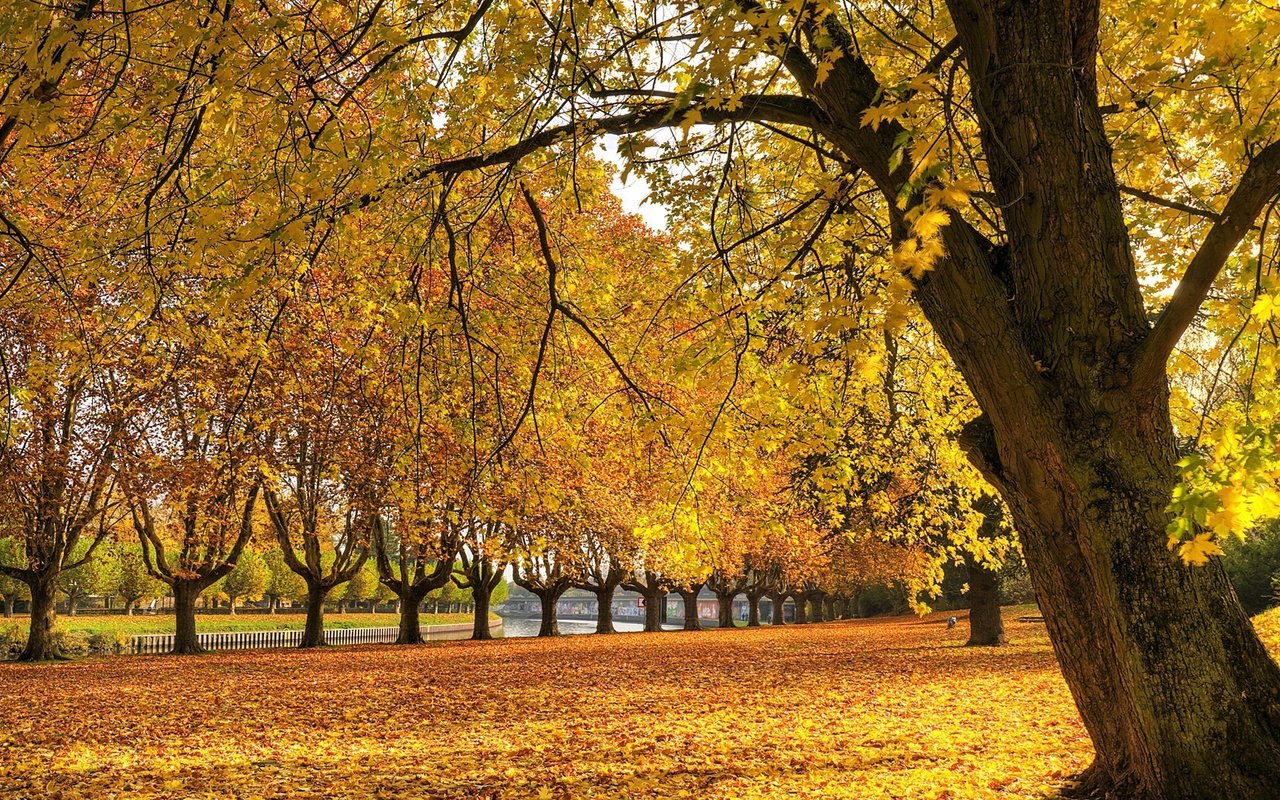 Обои деревья, листья, парк, осень, trees, leaves, park, autumn разрешение 1920x1080 Загрузить