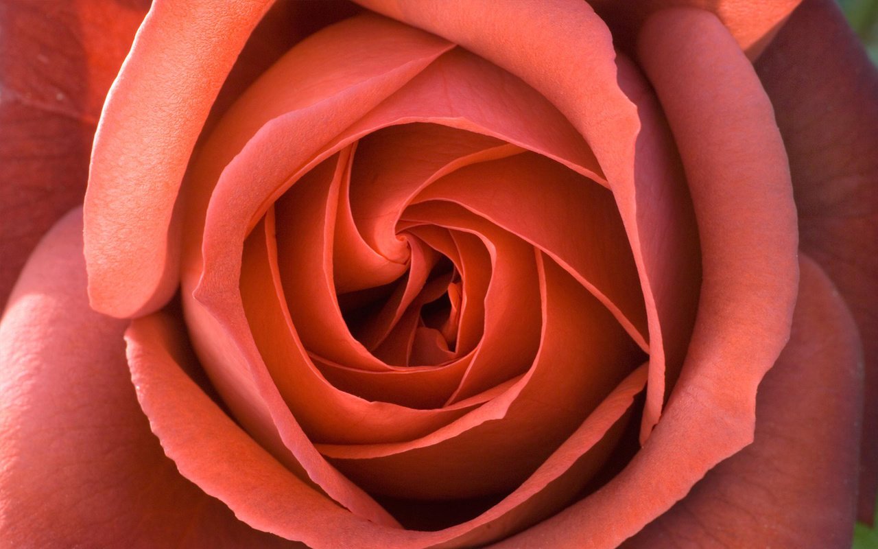 Обои роза, лепестки, бутон, rose, petals, bud разрешение 1920x1200 Загрузить