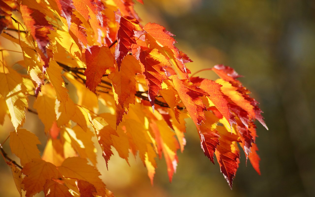 Обои листва, осень, клен, foliage, autumn, maple разрешение 1920x1080 Загрузить