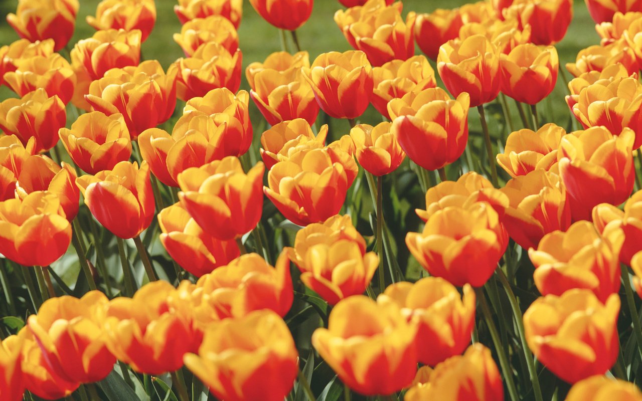 Обои цветы, весна, тюльпаны, красочный, кумба, flowers, spring, tulips, colorful разрешение 1920x1200 Загрузить