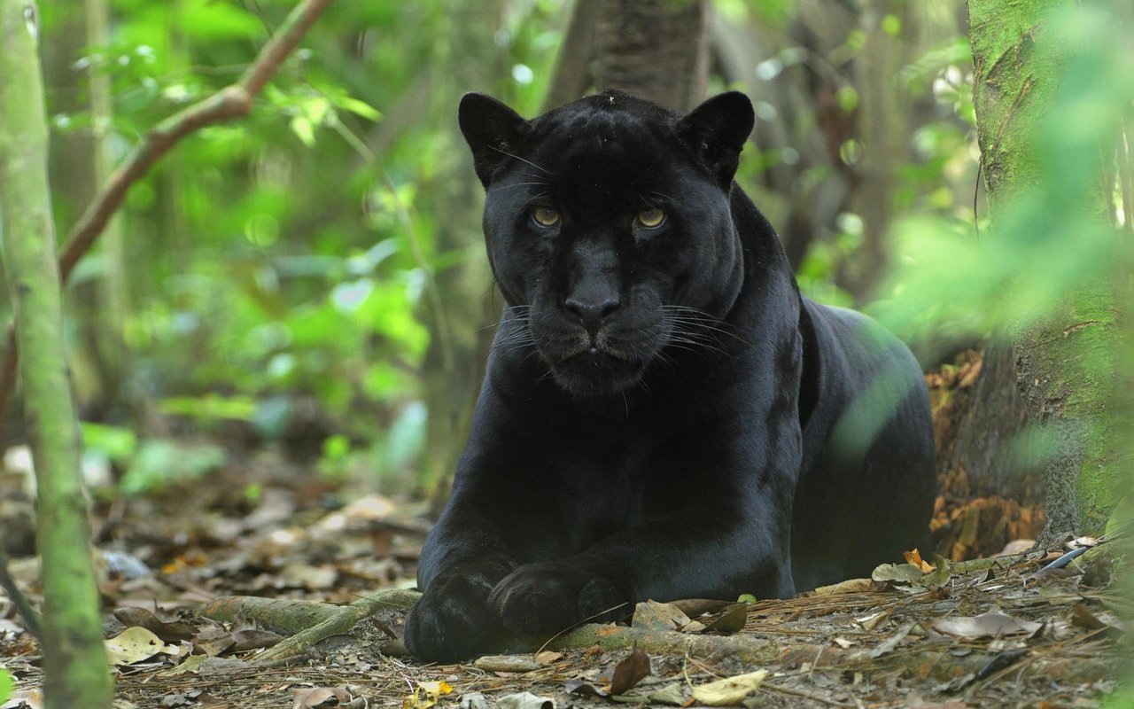 Обои морда, кошка, пантера, черная, киска, кошачьи, джунгли, face, cat, panther, black, pussy, jungle разрешение 1920x1200 Загрузить