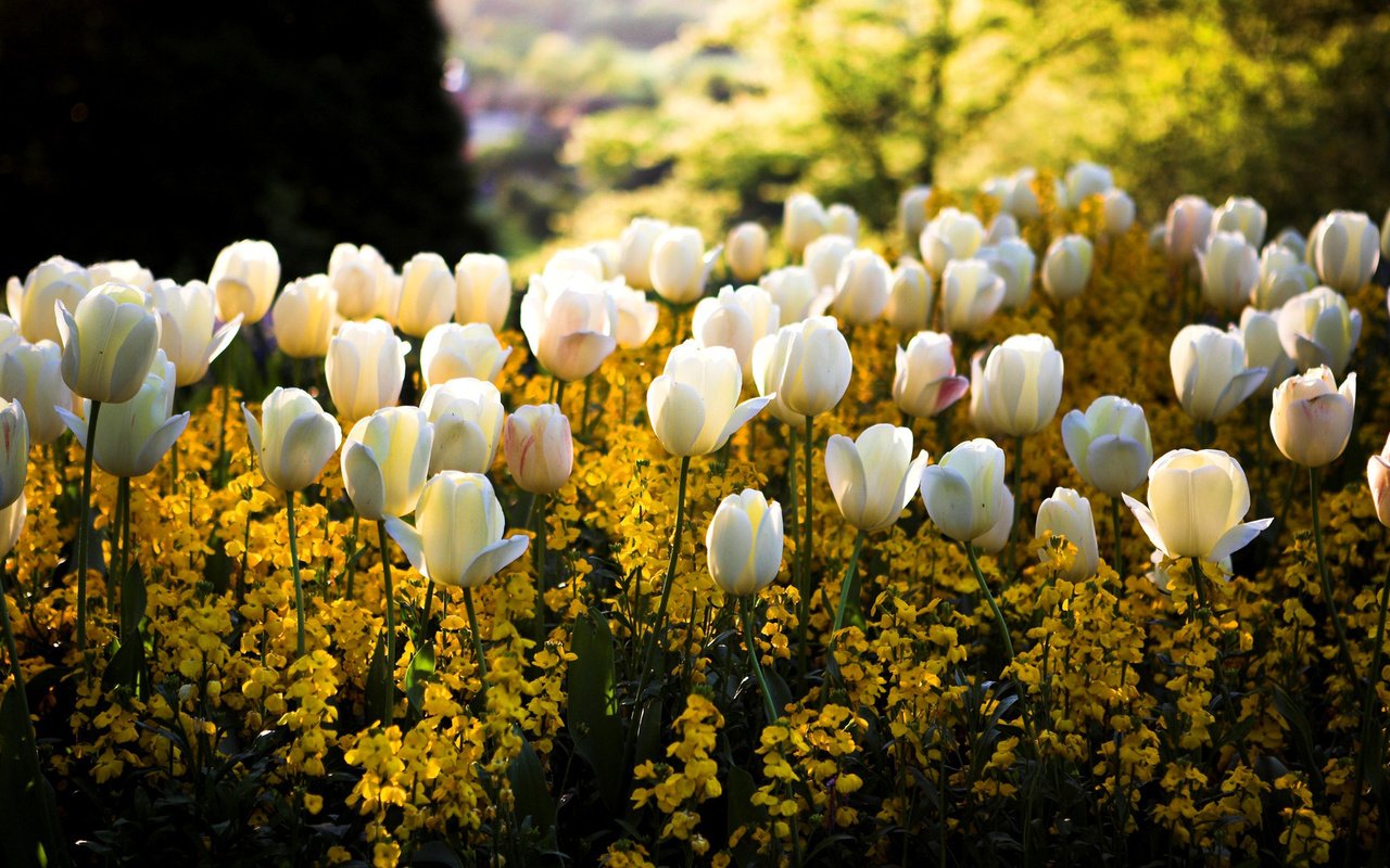 Обои свет, тюльпаны, цветы, белые, солнце, желтые, сквер, цвета, клумба, парк, блики, размытость, весна, light, tulips, flowers, white, yellow, the sun, square, color, flowerbed, park, glare, blur, spring разрешение 1920x1080 Загрузить