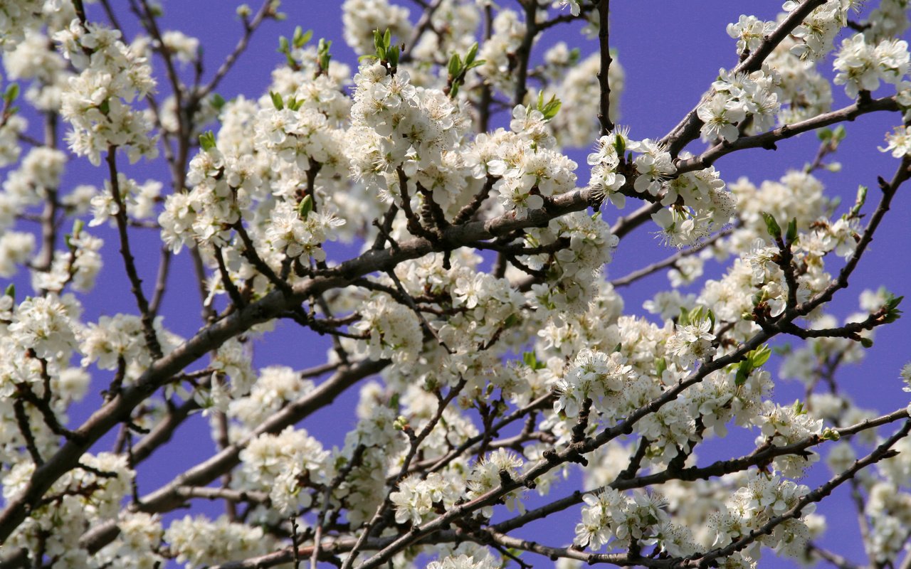 Обои небо, цветы, цветение, растения, макро, ветки, весна, the sky, flowers, flowering, plants, macro, branches, spring разрешение 3456x2304 Загрузить