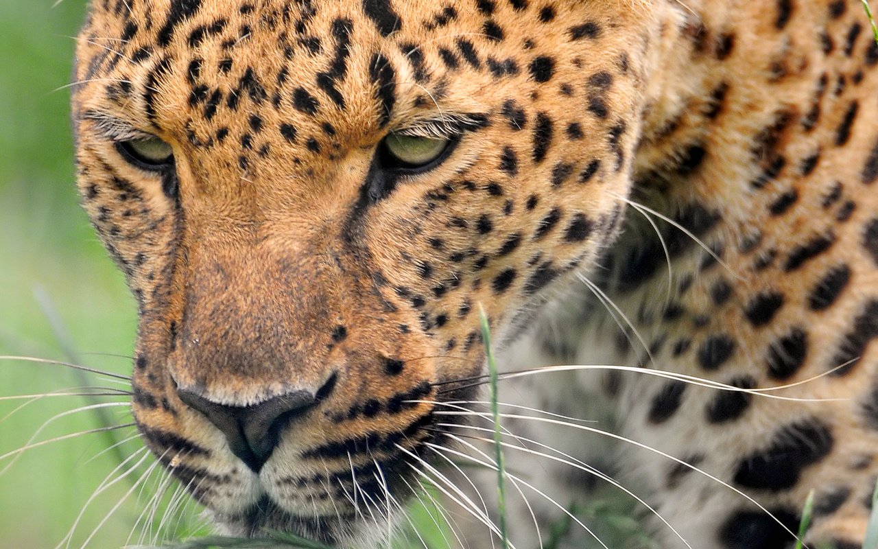 Обои морда, леопард, хищник, большая кошка, дикая кошка, face, leopard, predator, big cat, wild cat разрешение 1920x1200 Загрузить