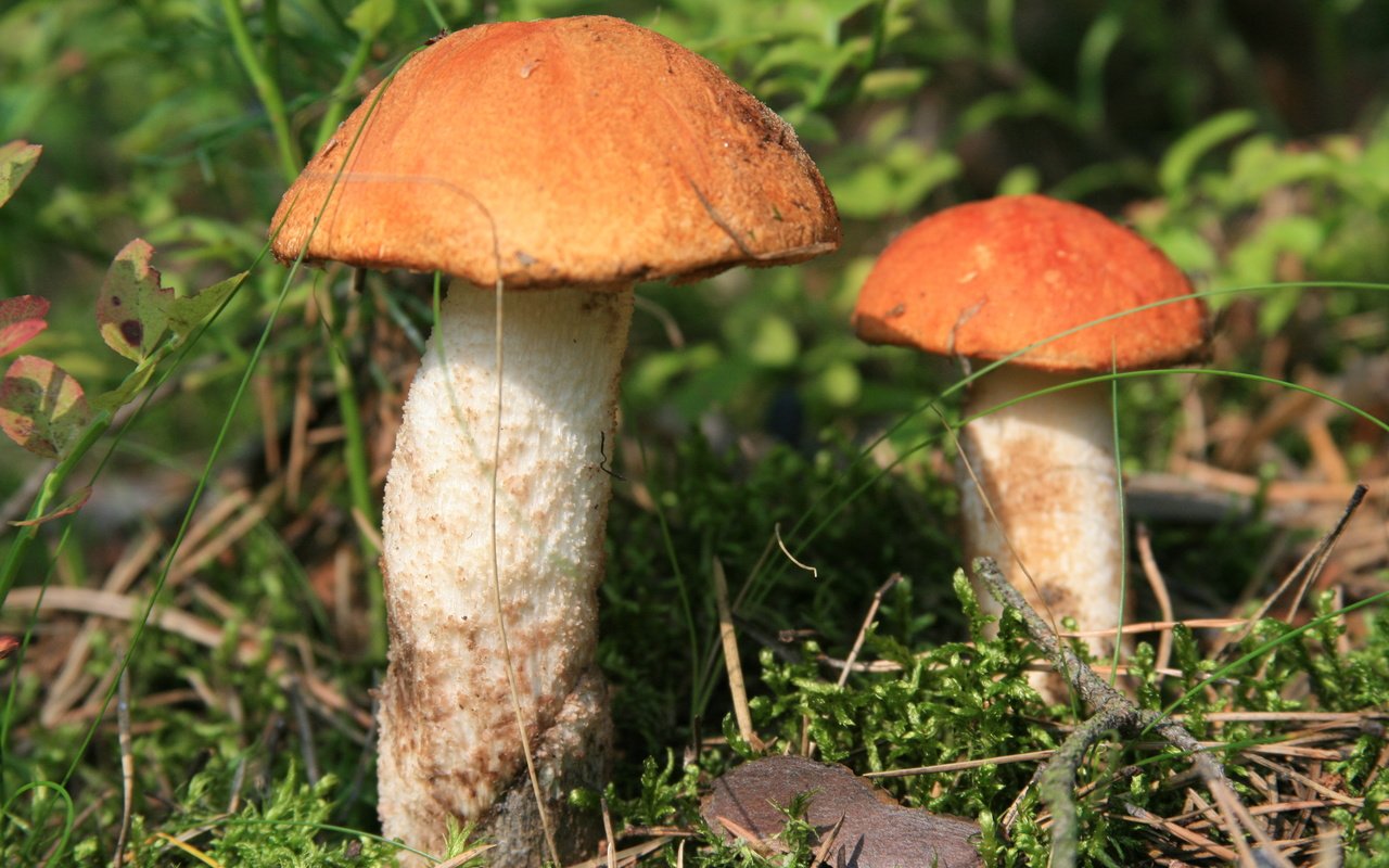 Обои трава, гриба, природа, лес, макро, грибы, прогулка, два, подосиновики, grass, mushroom, nature, forest, macro, mushrooms, walk, two, aspen разрешение 3888x2592 Загрузить