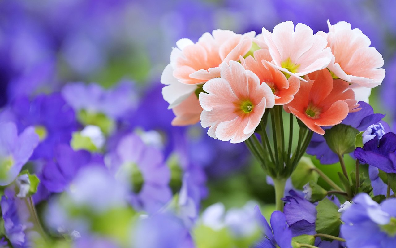 Обои цветы, растения, макро, розовые, полевые, сиреневые, flowers, plants, macro, pink, field, lilac разрешение 1920x1080 Загрузить