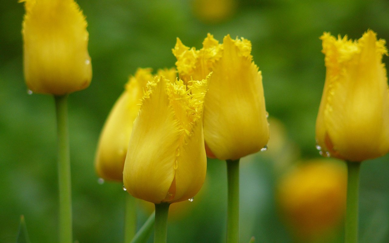 Обои цветы, тюльпаны, желтые, flowers, tulips, yellow разрешение 1920x1200 Загрузить