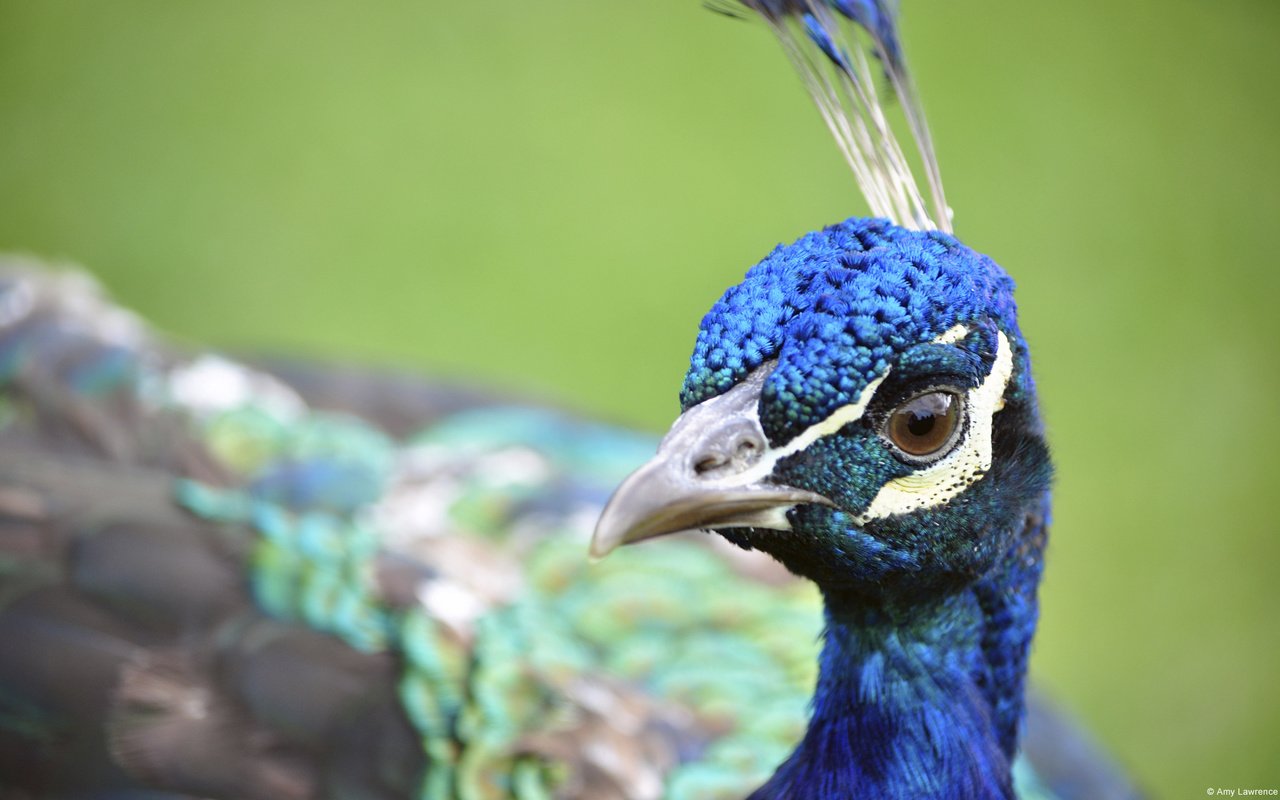 Обои птица, клюв, павлин, перья, крупным планом, bird, beak, peacock, feathers, closeup разрешение 1920x1200 Загрузить