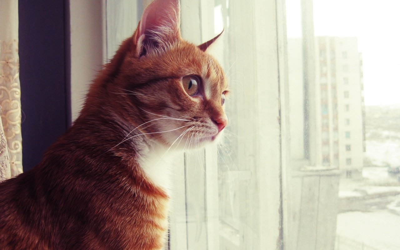 Обои кот, смотрит, сидит, окно, рыжий, рыжик, котик, скучаю, cat, looks, sitting, window, red, ginger, miss разрешение 1920x1440 Загрузить