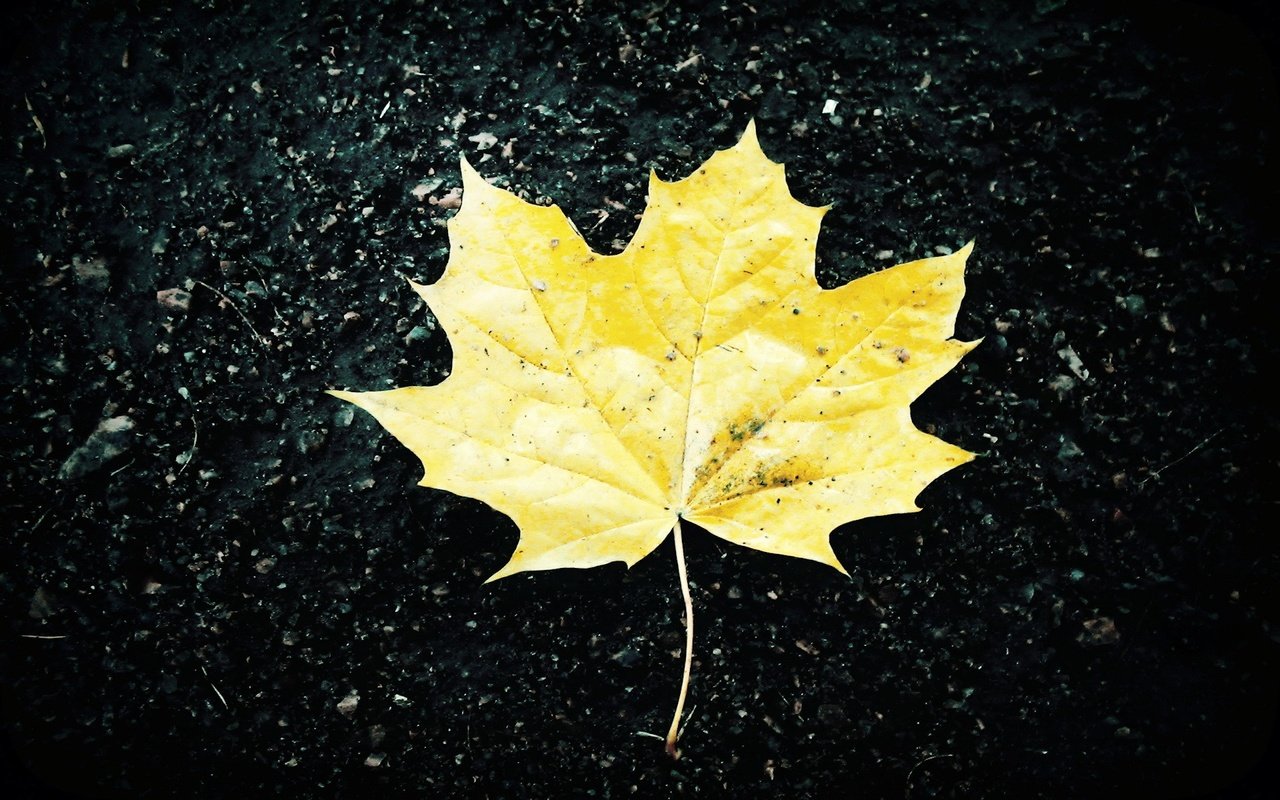 Обои желтый, листья, фон, осень, черный, лист, асфальт, клен, yellow, leaves, background, autumn, black, sheet, asphalt, maple разрешение 1920x1200 Загрузить