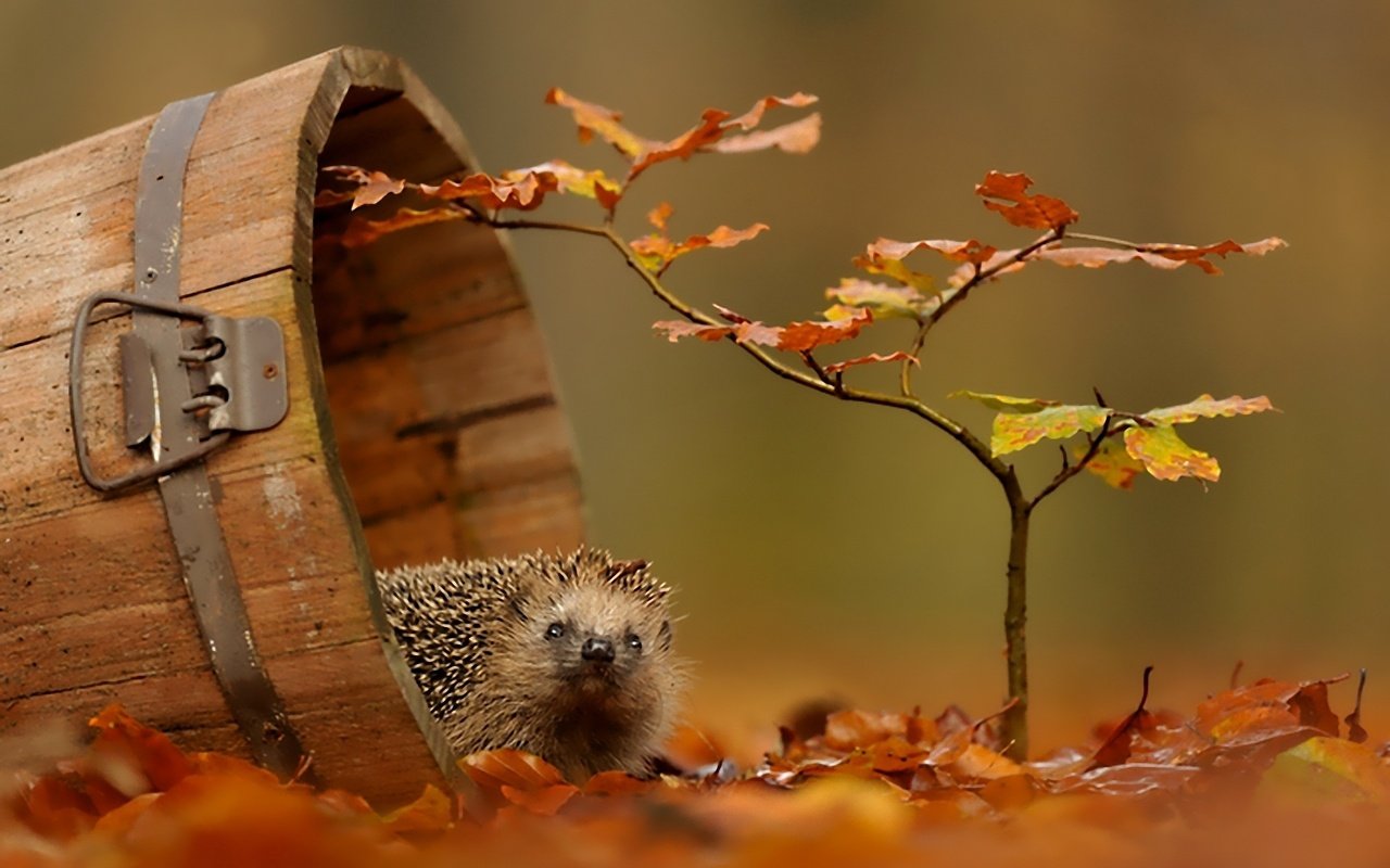 Обои листва, осень, ежик, foliage, autumn, hedgehog разрешение 1920x1200 Загрузить
