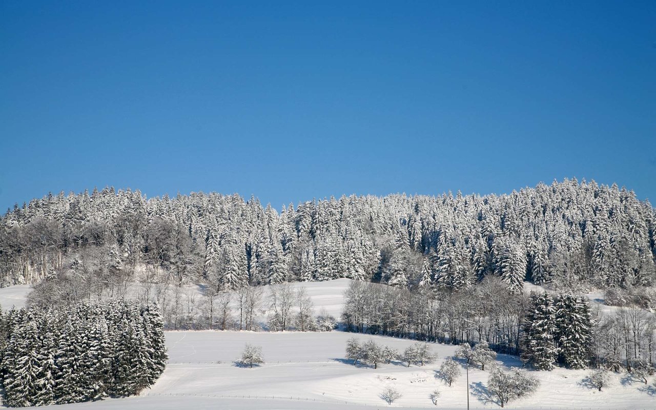 Обои деревья, лес, зима, trees, forest, winter разрешение 1920x1200 Загрузить