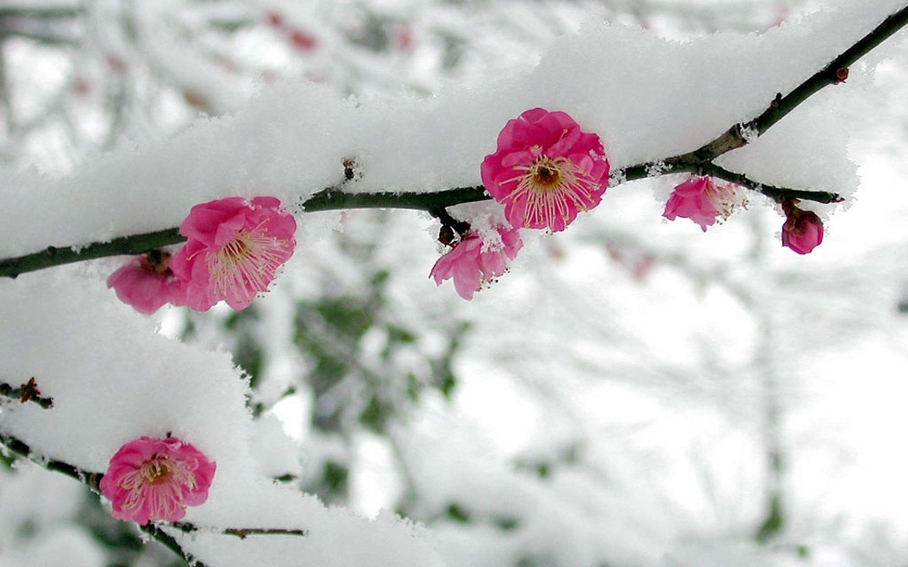 Обои цветы, ветка, снег, весна, сакура, flowers, branch, snow, spring, sakura разрешение 1920x1200 Загрузить