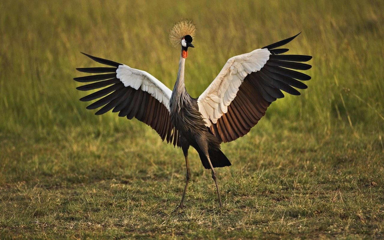 Обои птица, венценосный журавль, bird, crowned crane разрешение 1920x1200 Загрузить