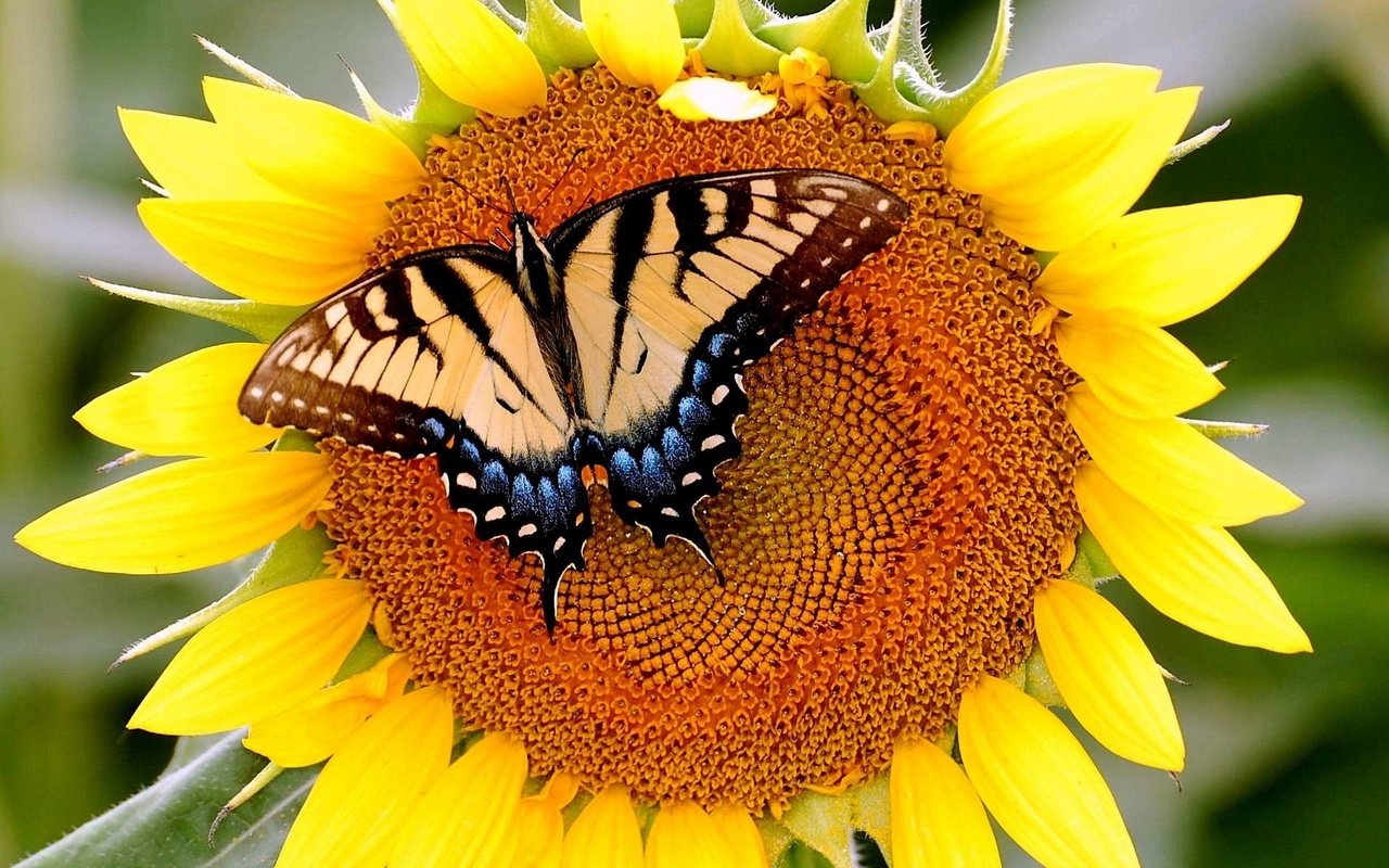 Обои бабочка, подсолнух, butterfly, sunflower разрешение 1920x1200 Загрузить