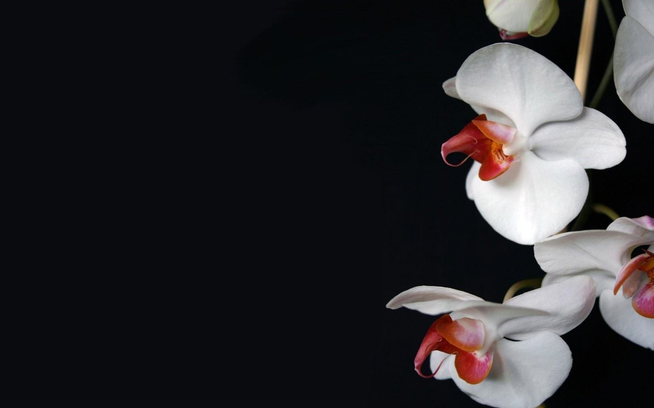 Обои цветы, темный фон, белая, орхидея, flowers, the dark background, white, orchid разрешение 1920x1200 Загрузить