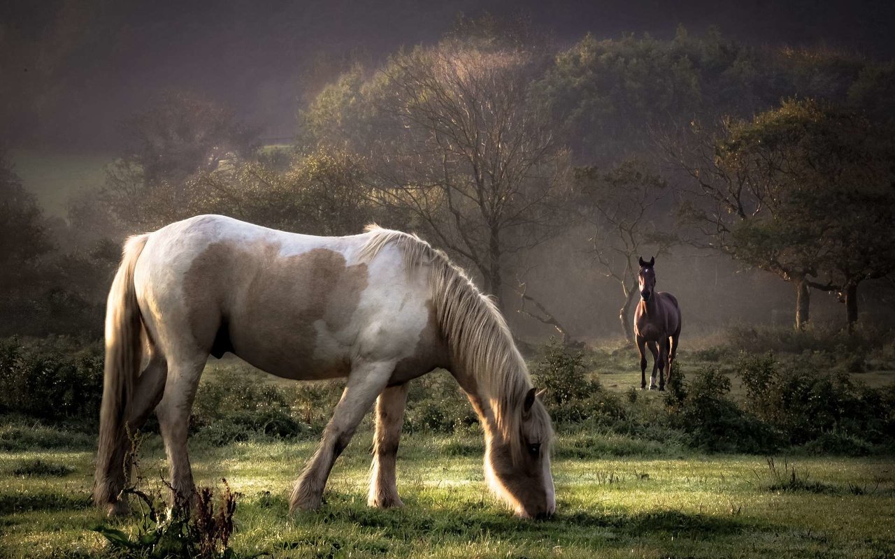 Обои трава, луг, лошади, кони, пастбище, белая лошадь, grass, meadow, horse, horses, pasture, white horse разрешение 1920x1200 Загрузить