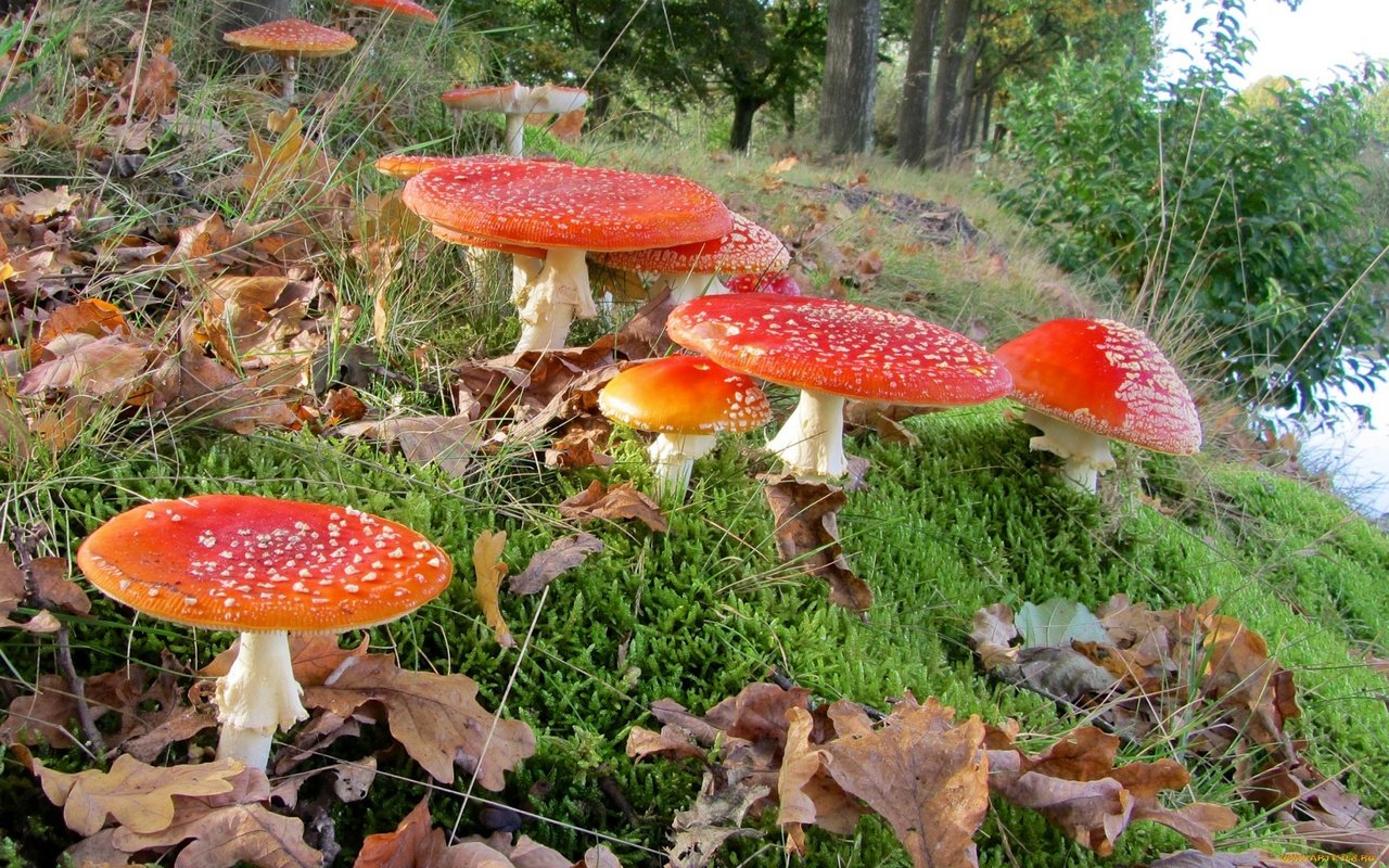 Обои трава, лес, листья, макро, грибы, мухоморы, grass, forest, leaves, macro, mushrooms, amanita разрешение 1920x1200 Загрузить