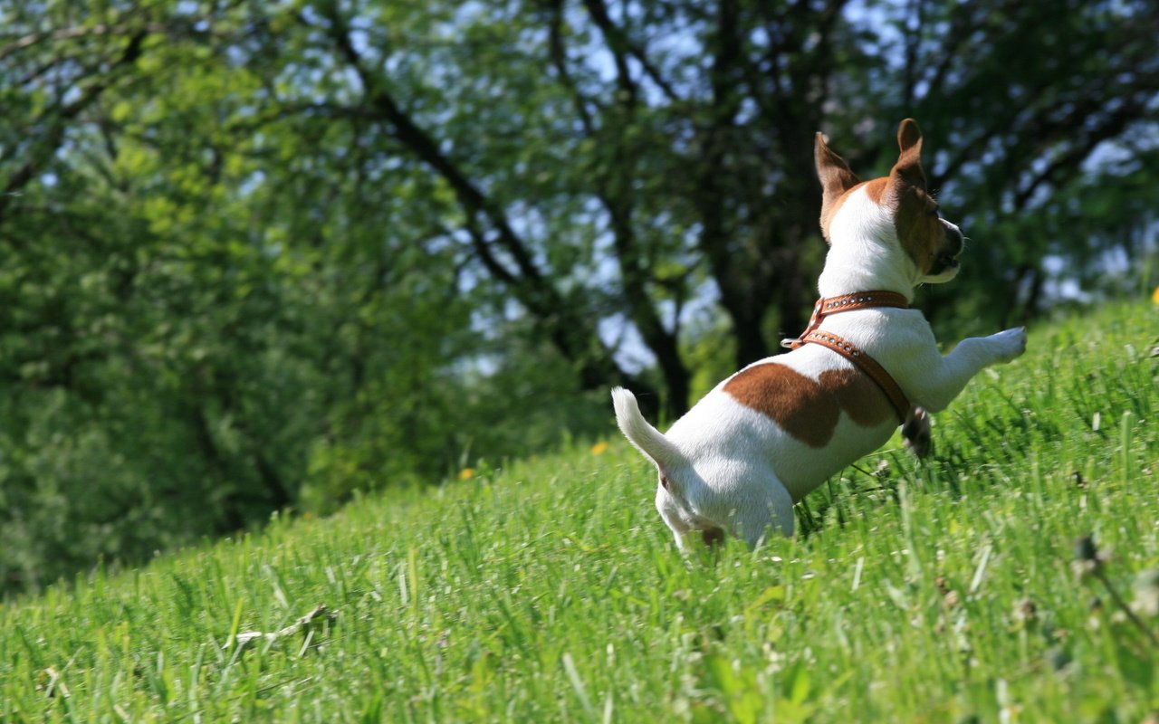 Обои трава, настроение, собака, прогулка, бежит, джек-рассел-терьер, радуется, grass, mood, dog, walk, runs, jack russell terrier, happy разрешение 1920x1280 Загрузить
