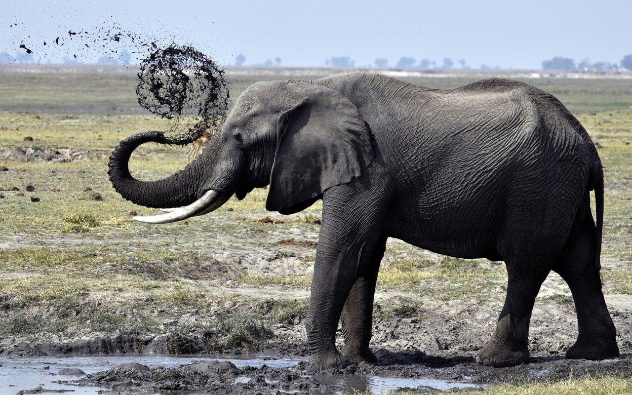 Обои грязь, слон, душ, лужа, хобот, бивни, dirt, elephant, shower, puddle, trunk, tusks разрешение 2560x1600 Загрузить