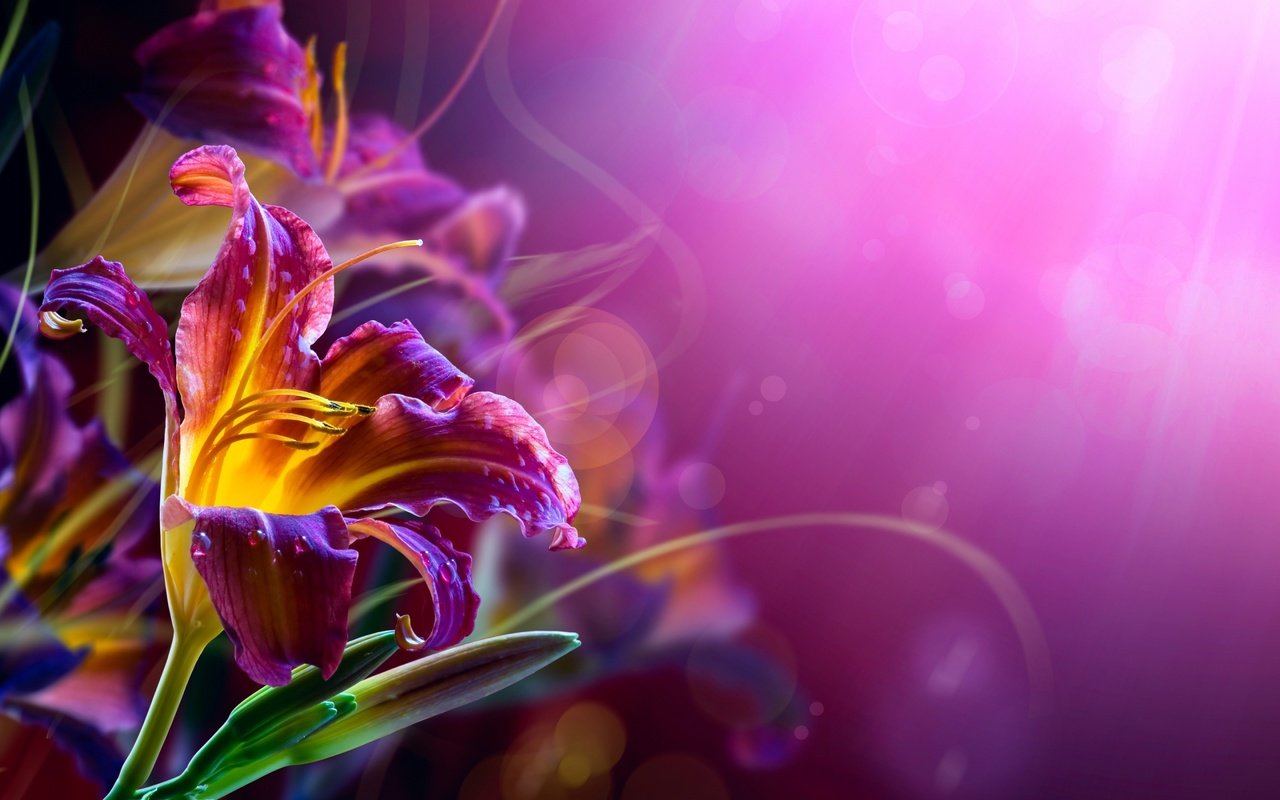Обои цветы, бутоны, фон, лепестки, размытость, лилия, лилии, фиолетовые, flowers, buds, background, petals, blur, lily, purple разрешение 2560x1600 Загрузить