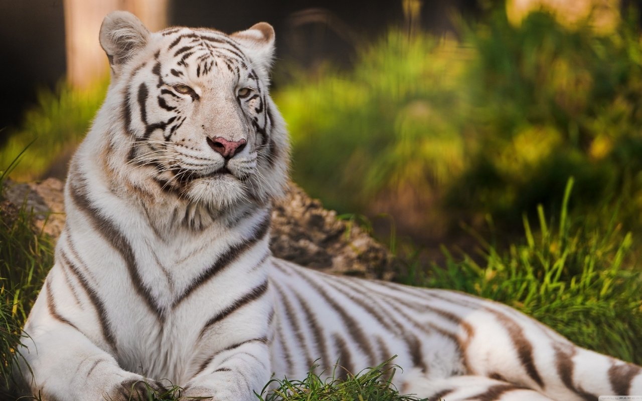 Обои тигр, кошка, хищник, белый тигр, tiger, cat, predator, white tiger разрешение 1920x1080 Загрузить