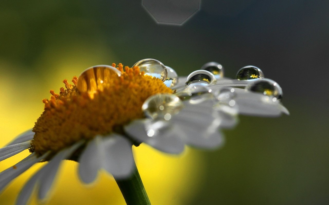 Обои макро, цветок, роса, капли, ромашка, капли воды, macro, flower, rosa, drops, daisy, water drops разрешение 1920x1200 Загрузить