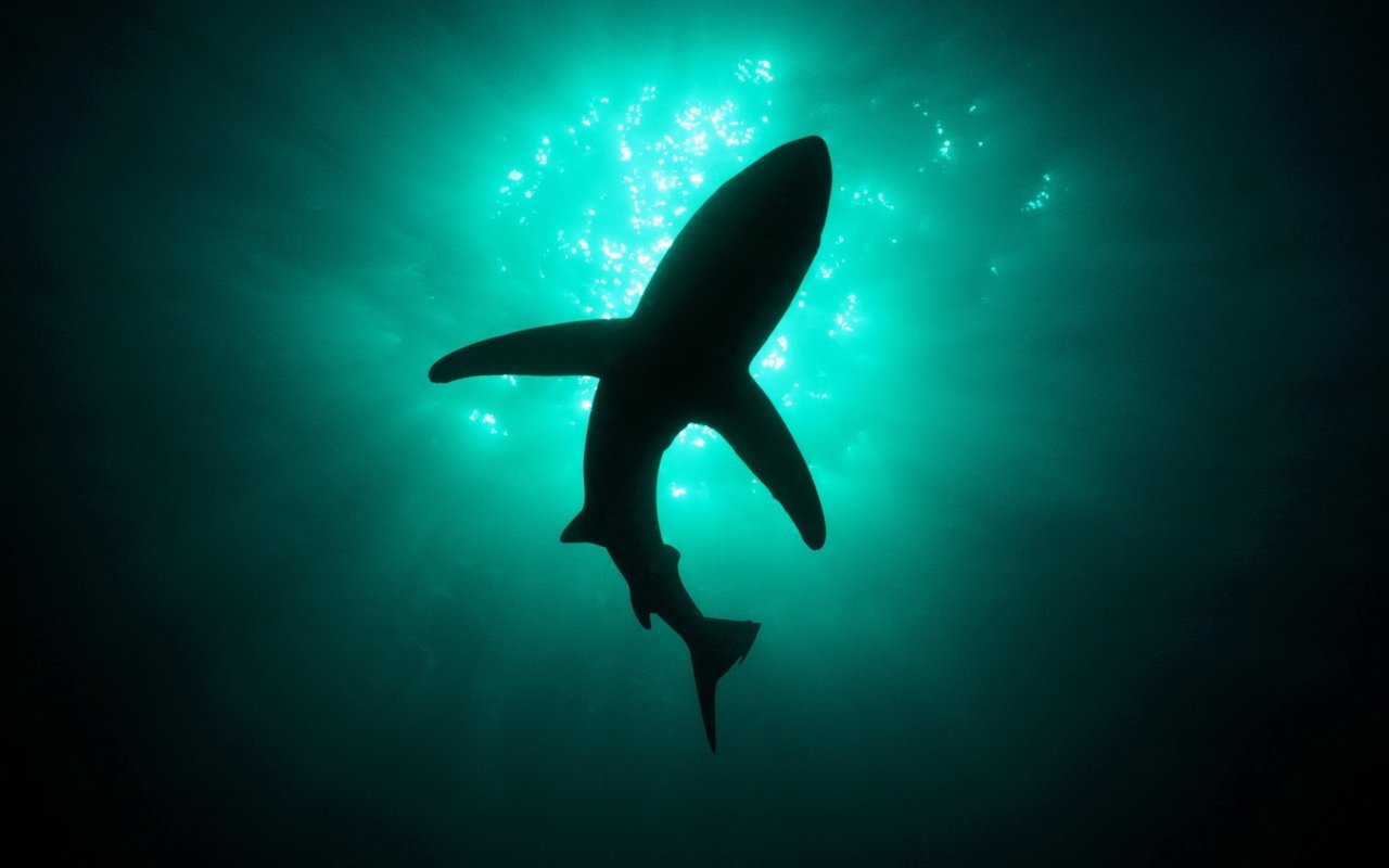 Обои свет, глубина, акула, light, depth, shark разрешение 2560x1440 Загрузить