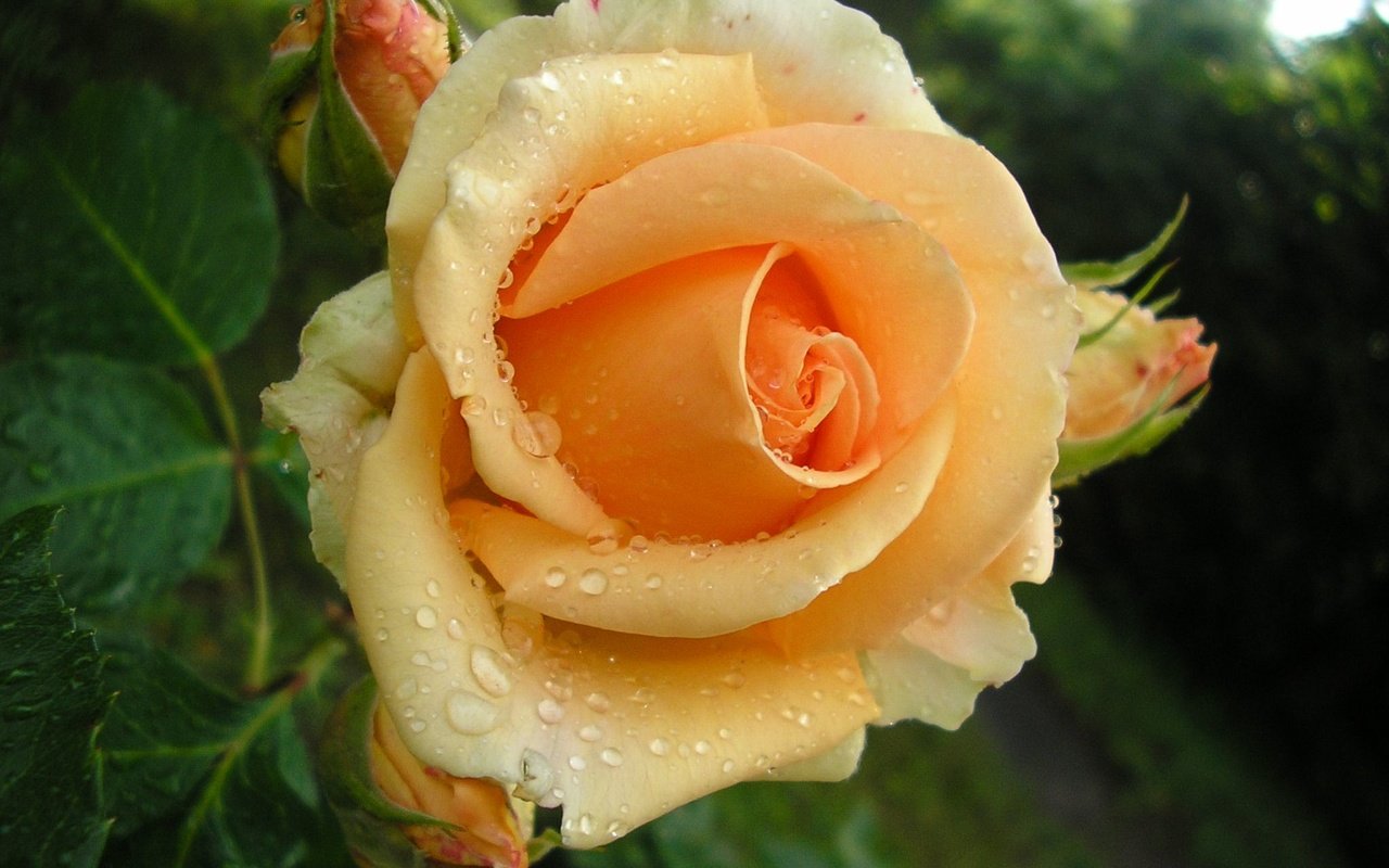 Обои листья, buton, roza, цветок, zhyoltaya, роса, капли, роза, лепестки, бутон, жёлтая, leaves, flower, rosa, drops, rose, petals, bud, yellow разрешение 2048x1536 Загрузить