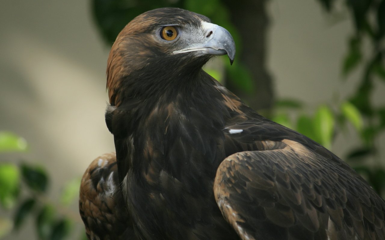 Обои взгляд, орел, клюв, look, eagle, beak разрешение 3877x2181 Загрузить