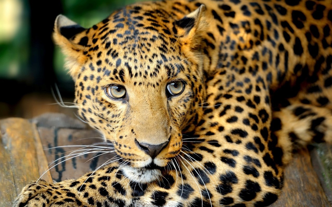 Обои глаза, усы, взгляд, леопард, хищник, большая кошка, eyes, mustache, look, leopard, predator, big cat разрешение 2880x1800 Загрузить