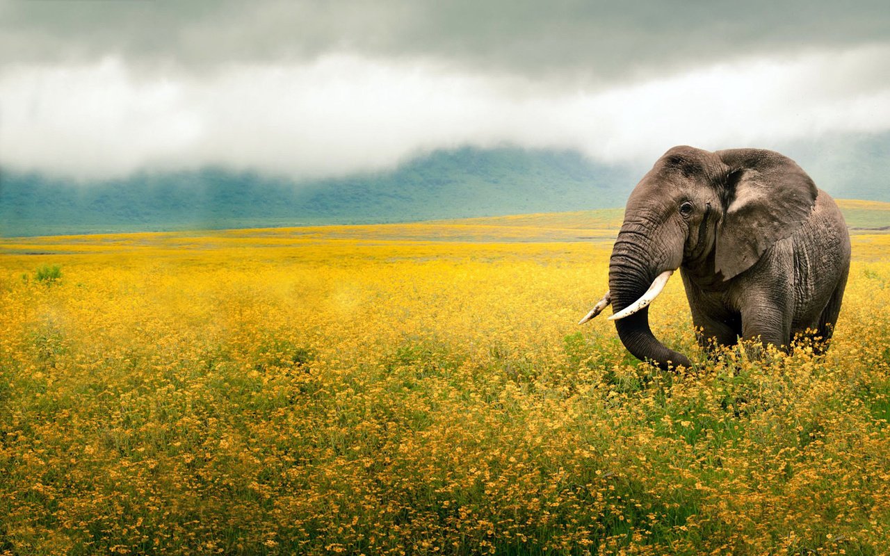 Обои небо, цветы, животные, поле, слон, уши, желтые, хобот, the sky, flowers, animals, field, elephant, ears, yellow, trunk разрешение 1920x1200 Загрузить