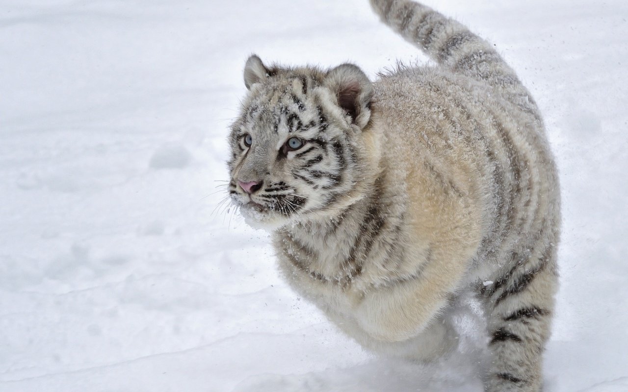 Обои тигр, снег, зима, белый, тигренок, бег, tiger, snow, winter, white, running разрешение 2048x1489 Загрузить