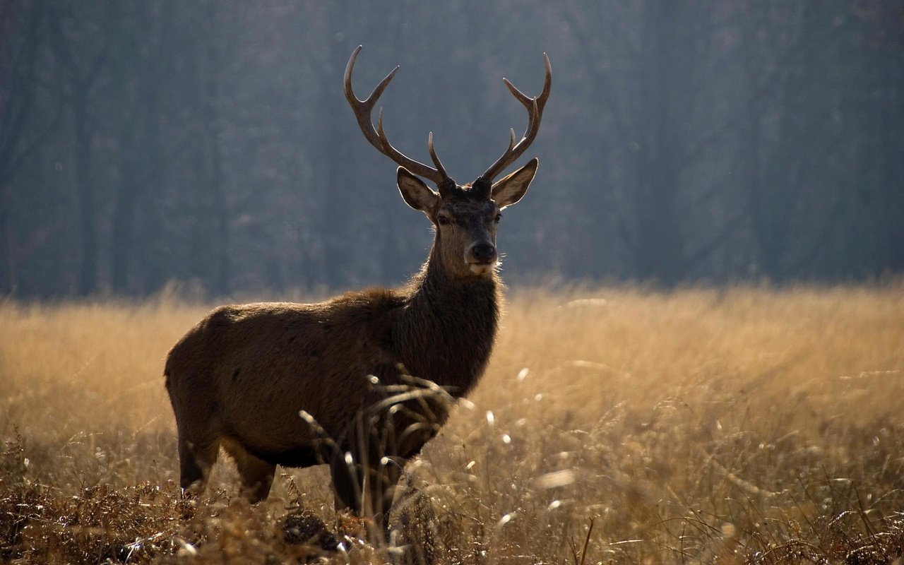 Обои природа, олень, животные, поле, лето, рога, nature, deer, animals, field, summer, horns разрешение 2560x1600 Загрузить
