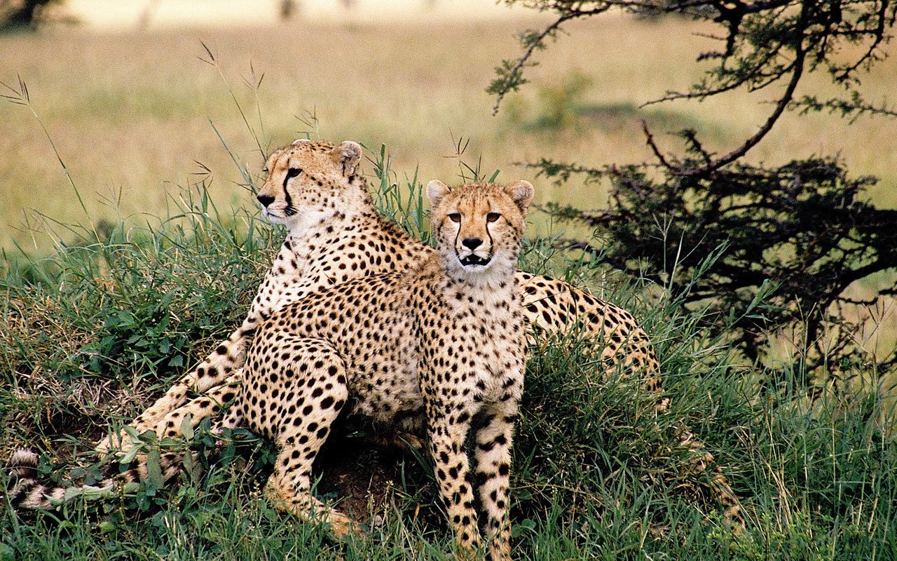 Обои трава, природа, дикие кошки, хищники, гепарды, grass, nature, wild cats, predators, cheetahs разрешение 1920x1080 Загрузить
