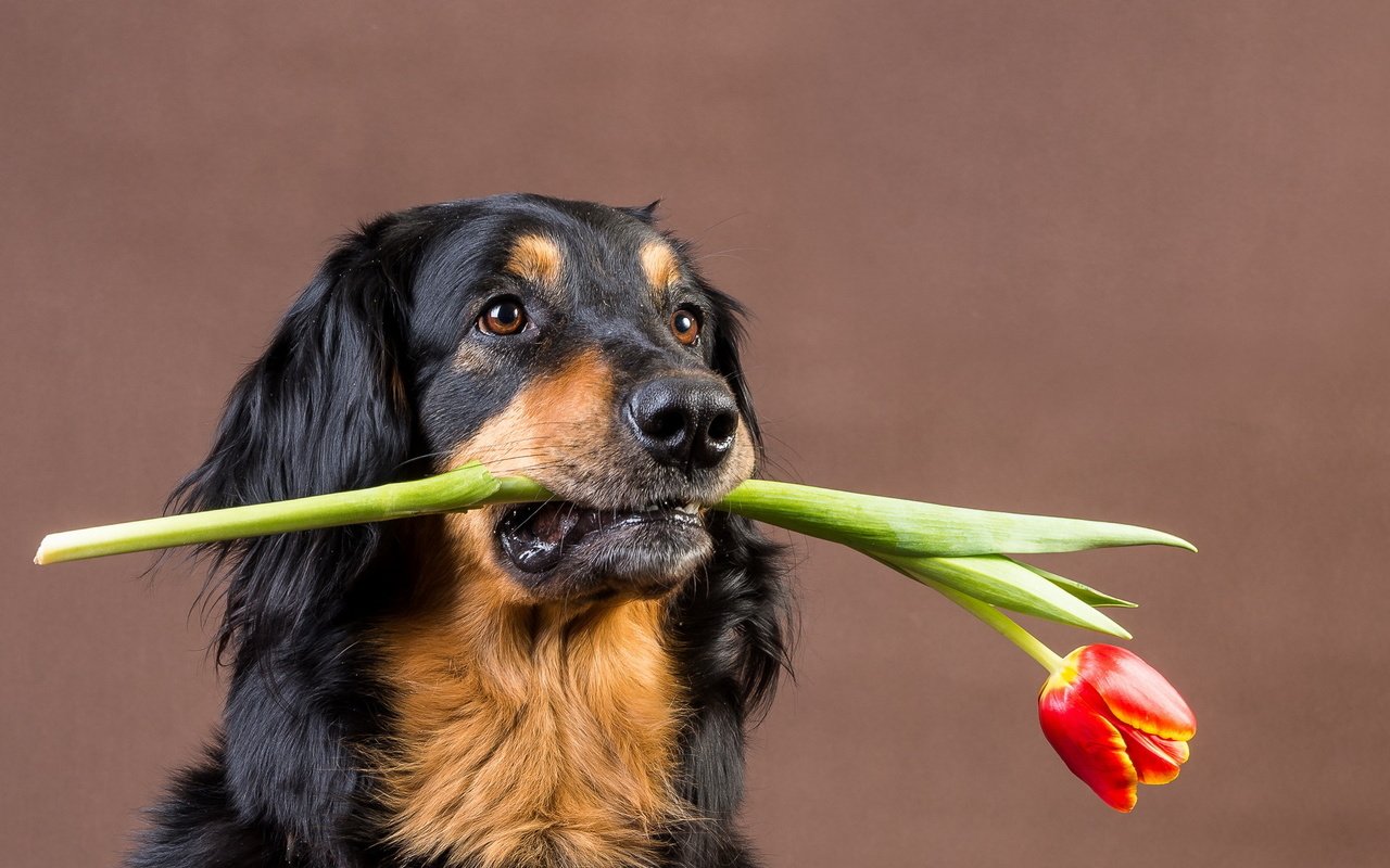 Обои собака, друг, тюльпан, подарок, dog, each, tulip, gift разрешение 1920x1200 Загрузить
