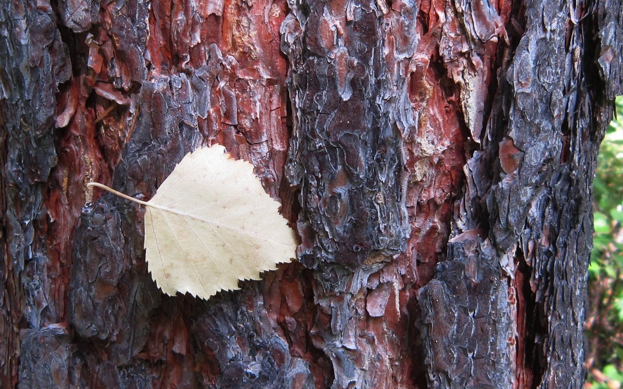 Обои дерево, осень, лист, tree, autumn, sheet разрешение 2560x1600 Загрузить