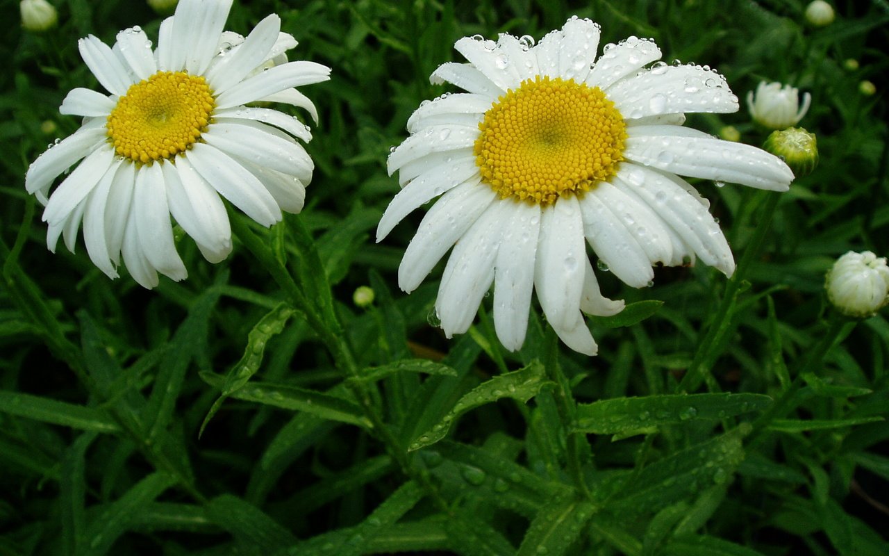 Обои цветы, листья, капли, ромашка, ромашки, белые, flowers, leaves, drops, daisy, chamomile, white разрешение 2048x1536 Загрузить