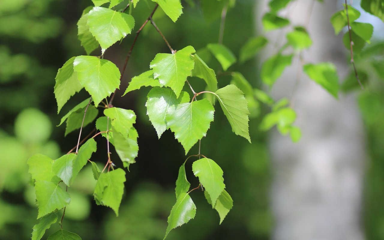 Обои природа, листья, макро, ветки, береза, nature, leaves, macro, branches, birch разрешение 2880x1800 Загрузить