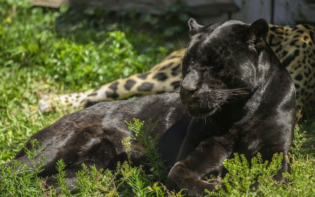 Обои лежит, хищник, пантера, дикая кошка, черный ягуар, lies, predator, panther, wild cat, black jaguar разрешение 2560x1713 Загрузить