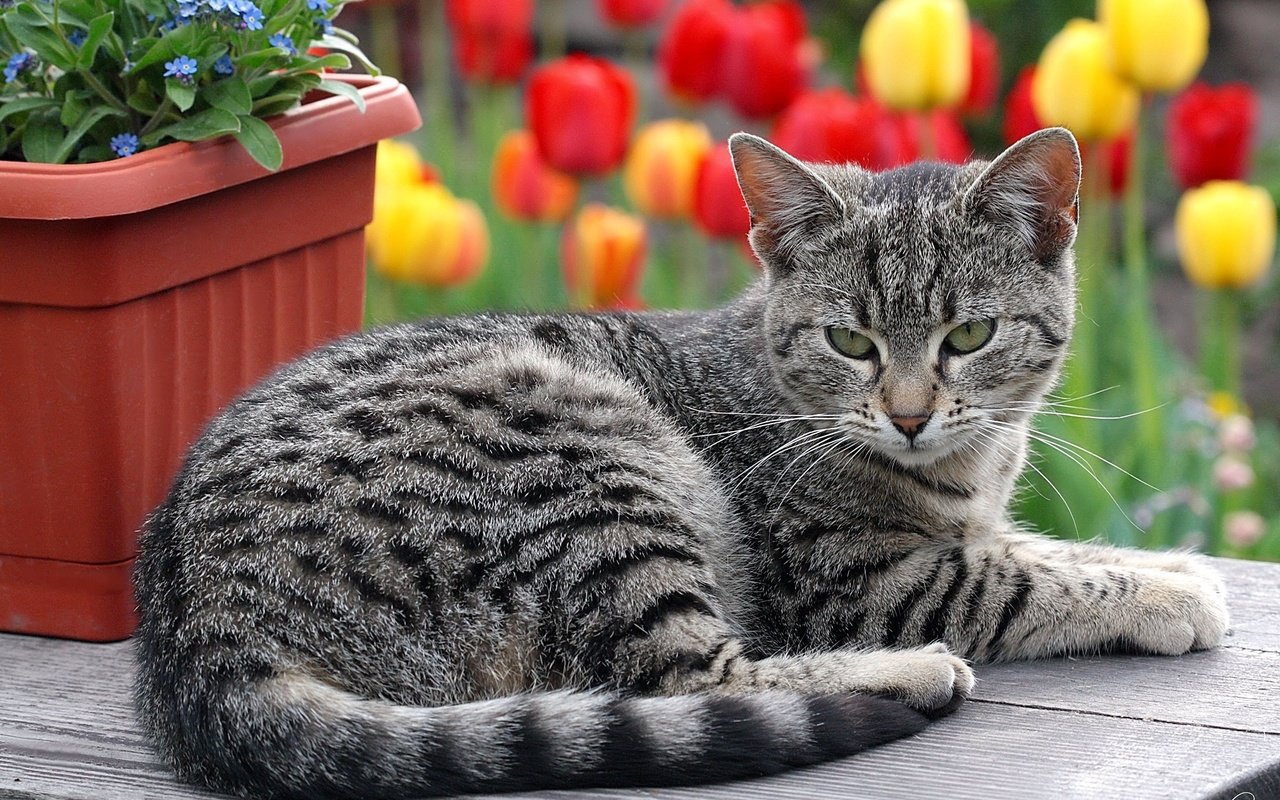 Обои цветы, кот, кошка, лежит, полосатый, flowers, cat, lies, striped разрешение 2048x1416 Загрузить