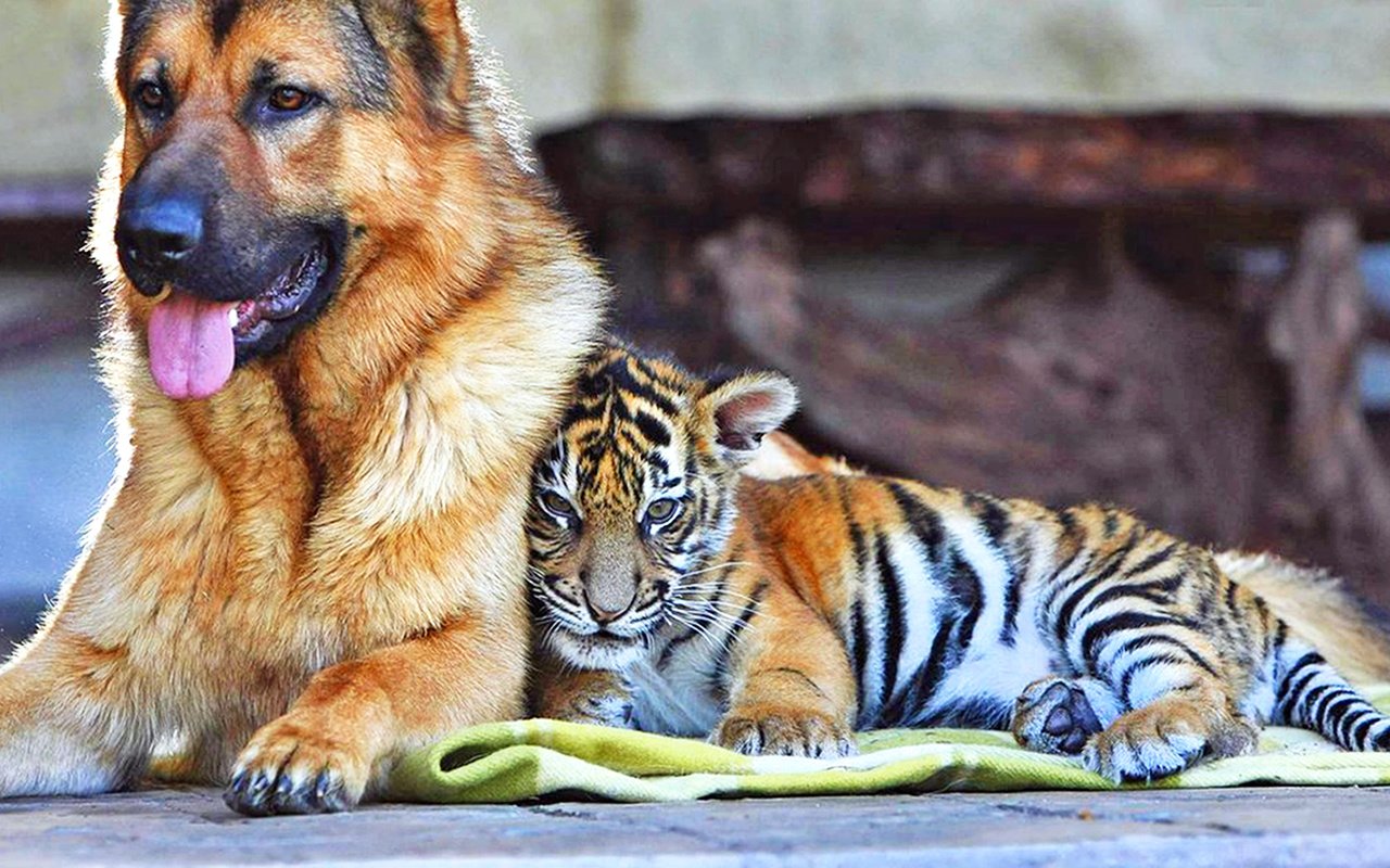 Обои тигр, собака, тигренок, друзья, tiger, dog, friends разрешение 1920x1170 Загрузить