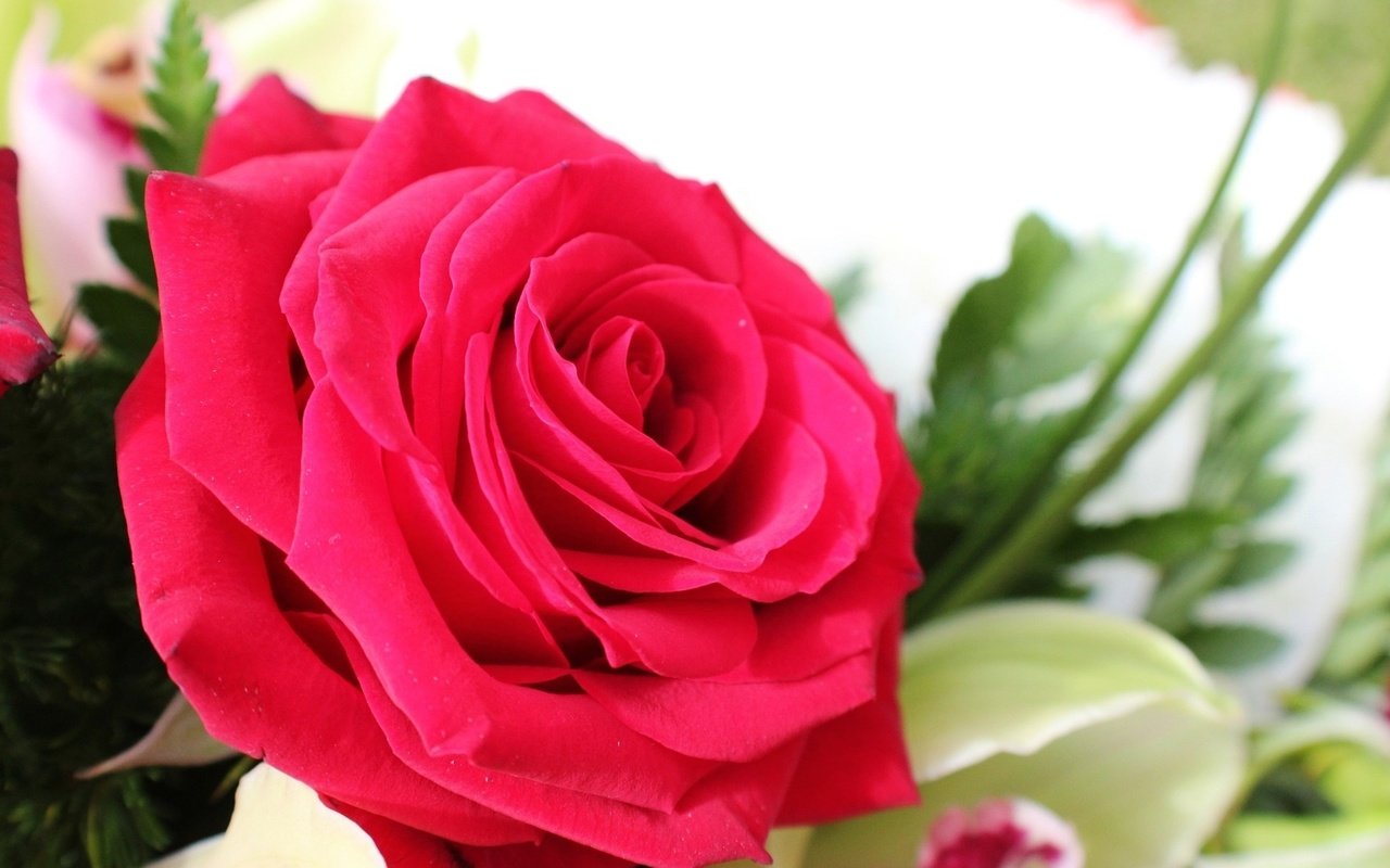 Обои макро, цветок, роза, лепестки, букет, macro, flower, rose, petals, bouquet разрешение 1920x1080 Загрузить