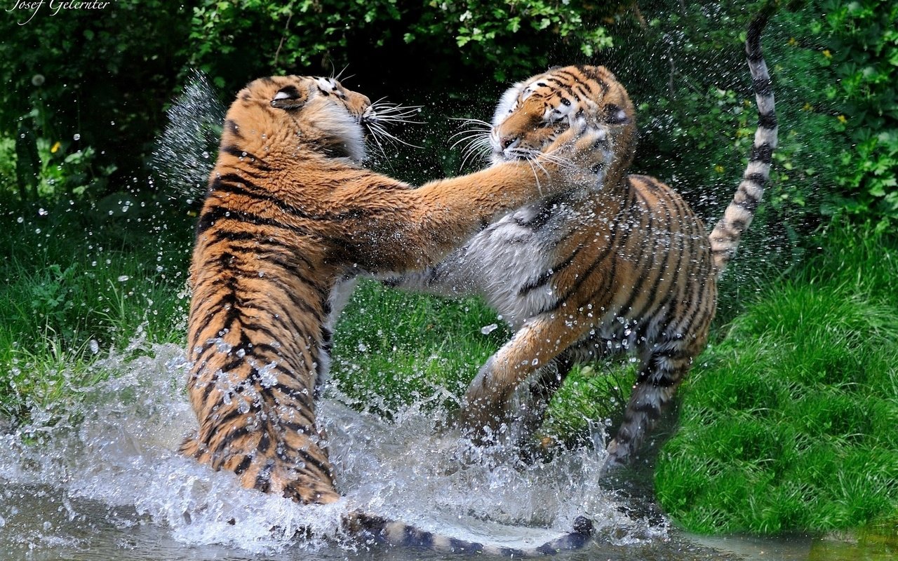 Обои тигр, брызги, игра, пара, дикие кошки, хищники, купание, драка, tiger, squirt, the game, pair, wild cats, predators, bathing, fight разрешение 1920x1200 Загрузить