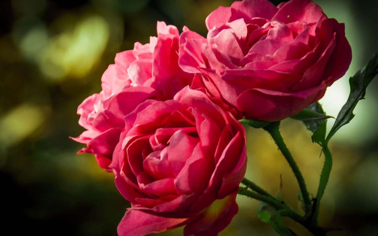 Обои бутоны, розы, розовые, три, боке, buds, roses, pink, three, bokeh разрешение 1920x1392 Загрузить