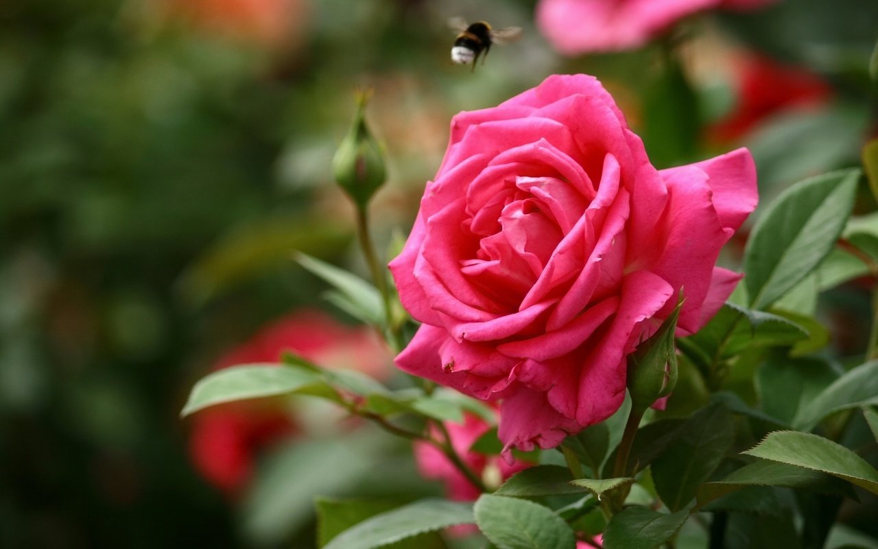 Обои бутоны, роза, шмель, buds, rose, bumblebee разрешение 2560x1600 Загрузить