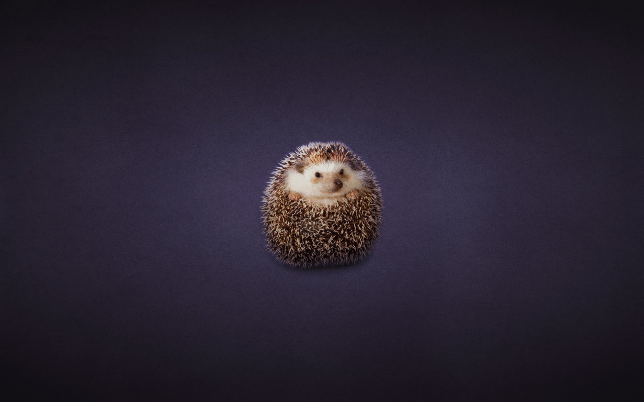 Обои клубок, ежик, еж, темноватый фон, tangle, hedgehog, dark background разрешение 1920x1200 Загрузить