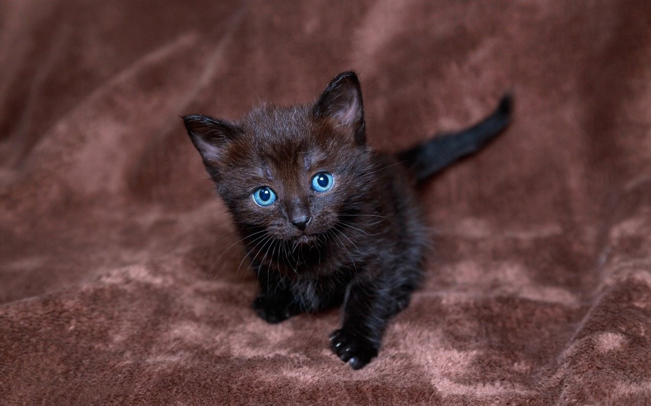 Обои котенок, черный, малыш, грустит, голубоглазый, kitty, black, baby, sad, blue-eyed разрешение 1920x1200 Загрузить